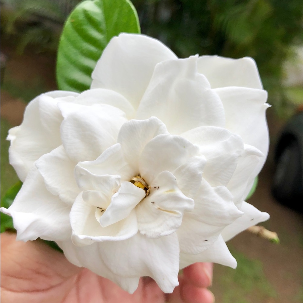 Meet your Posher, Lizz